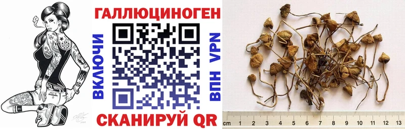сколько стоит  kraken ONION  Псилоцибиновые грибы GOLDEN TEACHER  Ангарск 